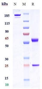 Anti-human FZD10 (Tabituximab Biosimilar)