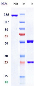 Anti-human PDCD1 / PD-1 / CD279 (Pembrolizumab Biosimilar)