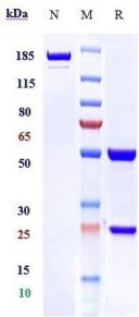 Anti-human TNFRSF10A / TRAILR1 / CD261 ( mapatumumab Biosimilar)