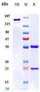 Anti-human CD48 (Regeneron patent Anti-CD48 Biosimilar)