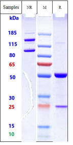 Anti-human CD98 (Ign523 Biosimilar)