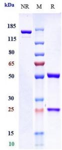 Anti-human IL-4Ra / CD124 (MEDI2045 Biosimilar)
