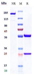 Anti-human PSGL1 / CD162 (Neihulizumab Biosimilar)