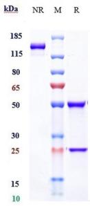 IFNA1 rHu IgG1k mAb (Ref: Sifalimumab)