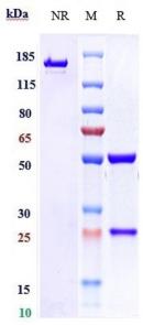 ICOS/CD278 rHuz mAb (Ref: Vopratelimab)