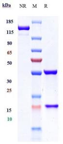 Anti-human CA9 / CAIX (Girentuximab-MMAE Biosimilar)