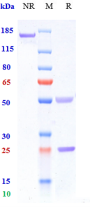 Anti-human TNFRSF5 / CD40 (Iscalimab Biosimilar)
