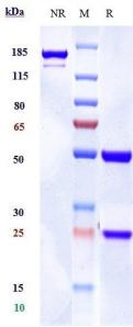 Anti-human AA2AR / Adenosine A2aR (3F6-9G5 Biosimilar)
