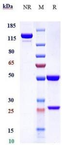 Anti-human CD14 (Atibuclimab Biosimilar)