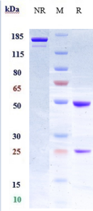 Anti-human LIF (MSC-1 Biosimilar)