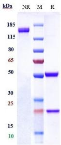 Anti-human CEACAM6 / CD66c (Tinurilimab Biosimilar)
