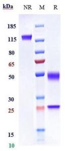 Anti-human HGF / SF (Rilotumumab Biosimilar)