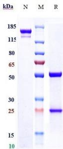Anti-human ENTPD1 / CD39 (TTX-030 Biosimilar)