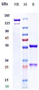 Anti-human ERBB3 / HER3 (Seribantumab Biosimilar)