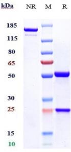Anti-human B7-H3 / CD276 (Enoblituzumab Biosimilar)