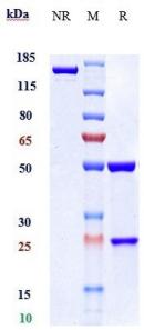 Anti-human GDF8 / Myostatin (Landogrozumab Biosimilar)