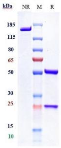 Anti-human CD47 (Letaplimab Biosimilar)