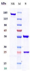 Anti-human TEM1 / Endosialin / CD248 (Ontuxizumab Biosimilar)