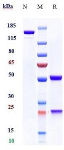 Anti-human CD20 (Obinutuzumab Biosimilar)