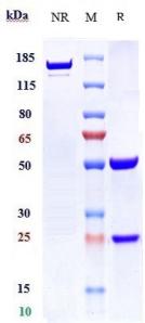 Anti-human MUC1 (Cantuzumab Biosimilar)