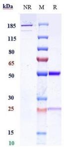 Anti-human IL-13 (CNTO 607 Biosimilar)
