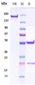 Anti-human CEACAM5 / CEA / CD66e (CergutuzumAb Biosimilar)