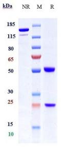 Anti-human Integrin b1 / ITGB1 / CD29 (OS2966 Biosimilar)