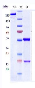 Anti-human Hepcidin / HAMP (Ludwig-Maximilians U. anti_Hepsin Biosimilar)