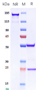 Anti-human Integrin aVb6 (STX-100 Biosimilar)