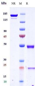 Anti-human TNFRSF4 / OX40 / CD134 (Vonlerizumab Biosimilar)