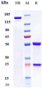 Anti-human CA9 / CAIX (Girentuximab Biosimilar)