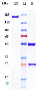 Anti-human PDCD1 / PD-1 / CD279 (Spartalizumab Biosimilar)