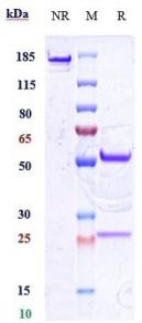 Anti-human CD34 (ITRI patent Anti-CD34 Biosimilar)