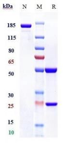 Anti-human TIM-3 / HAVCR2 / CD366 (Sabatolimab Biosimilar)