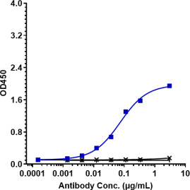 Anti-human CLDN6 (AB3-7 Biosimilar)