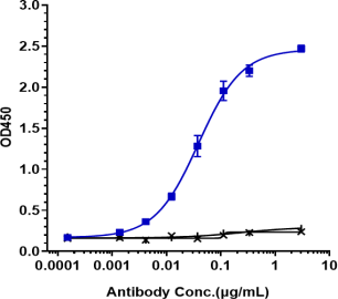 Anti-human LOXL2 (Simtuzumab Biosimilar)