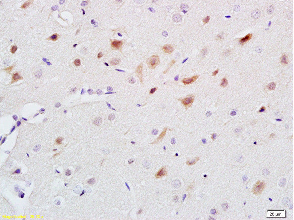5-HT Polyclonal Antibody