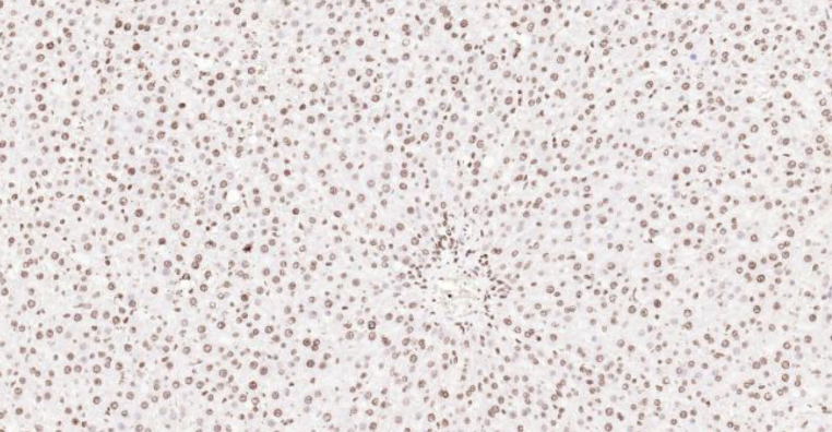 Immunohistochemical analysis of paraffin embedded rat liver tissue slide using IHC0102R (Rat Histone H3 IHC Kit).