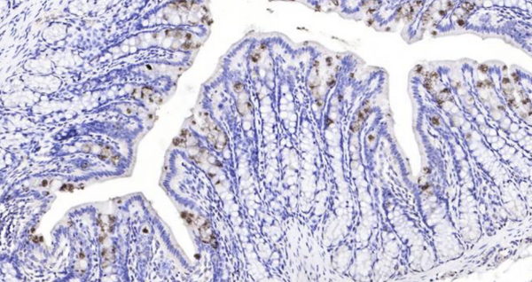 Immunohistochemical analysis of paraffin embedded rat colon tissue slide using IHC0103R (Rat TFF3 IHC Kit).