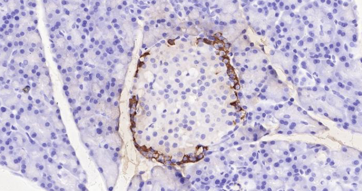 Immunohistochemical analysis of paraffin embedded rat pancreas tissue slide using IHC0104R (Rat Glucagon IHC Kit).