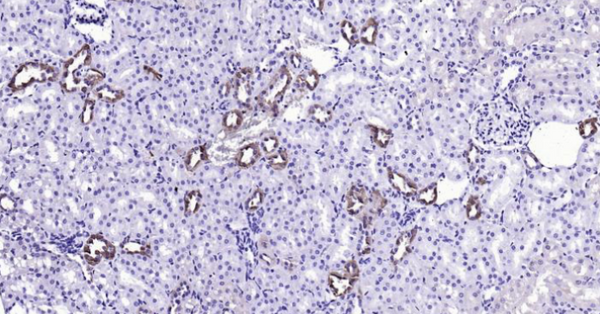 Immunohistochemical analysis of paraffin embedded rat kidney tissue slide using IHC0106R (Rat Calbindin IHC Kit).