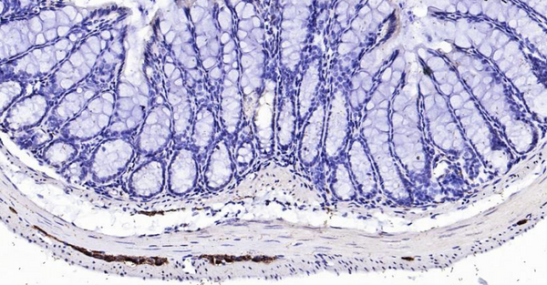 Immunohistochemical analysis of paraffin embedded mouse colon tissue slide using IHC0108M (Mouse Peripherin IHC Kit).