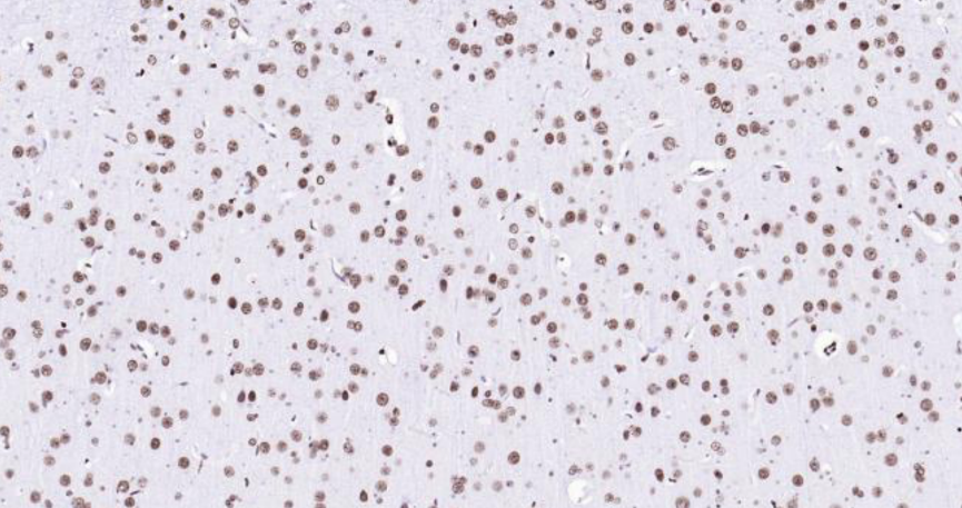 Immunohistochemical analysis of paraffin embedded rat brain tissue slide using IHC0111R (Rat Histone H3 IHC Kit).