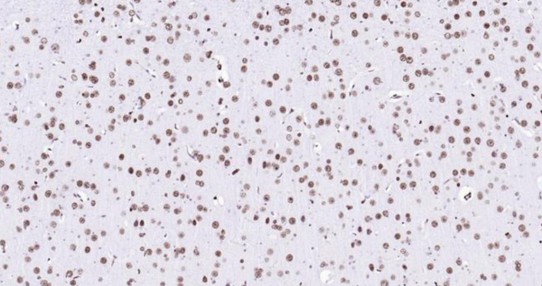 Immunohistochemical analysis of paraffin embedded rat brain tissue slide using IHC0111R (Rat Histone H3 IHC Kit).