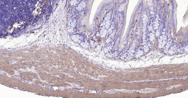 Immunohistochemical analysis of paraffin embedded rat colon tissue slide using IHC0114R (Rat Alpha smooth muscle Actin IHC Kit).