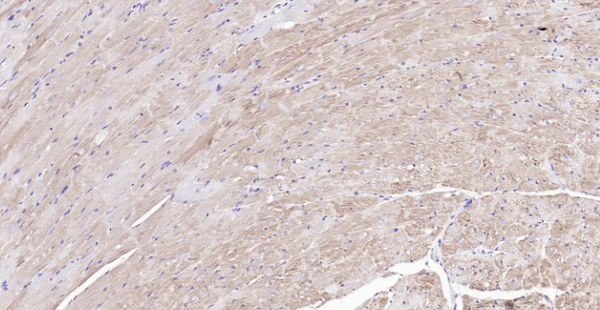 Immunohistochemical analysis of paraffin embedded mouse heart tissue slide using IHC0117M (Mouse Cytochrome C IHC Kit).