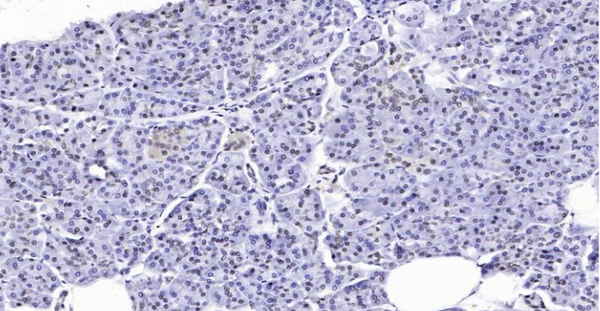 Immunohistochemical analysis of paraffin embedded human pancreas tissue slide using IHC0121H (Human GAPDH IHC Kit).