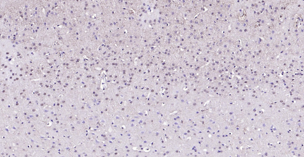 Immunohistochemical analysis of paraffin embedded mouse brain tissue slide using IHC0121M (Mouse GAPDH IHC Kit).