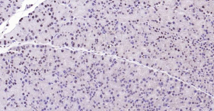 Immunohistochemical analysis of paraffin embedded rat pancreas tissue slide using IHC0121R (Rat GAPDH IHC Kit).