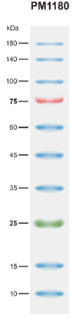 BiossPM Rainbow Protein Marker (10~180 kDa)
